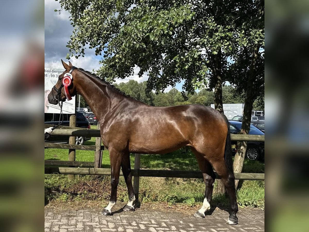 Koń westfalski Klacz 6 lat 167 cm Ciemnogniada in M&#xFC;nster