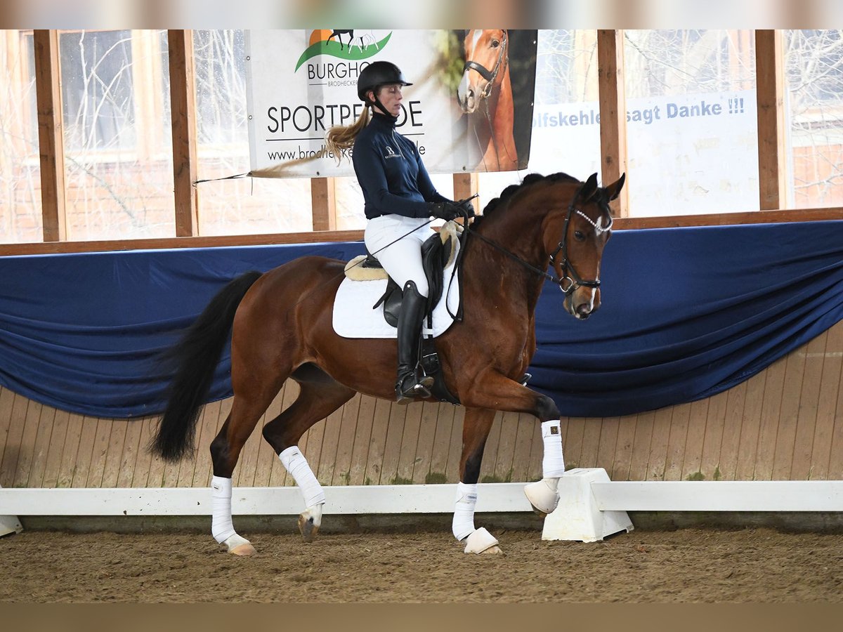 Koń westfalski Klacz 6 lat 167 cm Gniada in Riedstadt