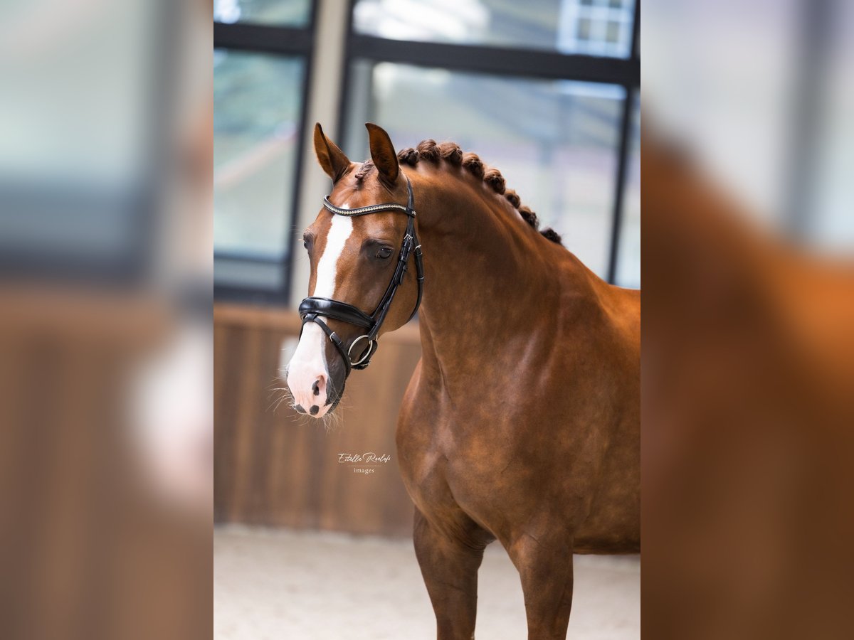 Koń westfalski Klacz 6 lat 167 cm Kasztanowata in Hörstel