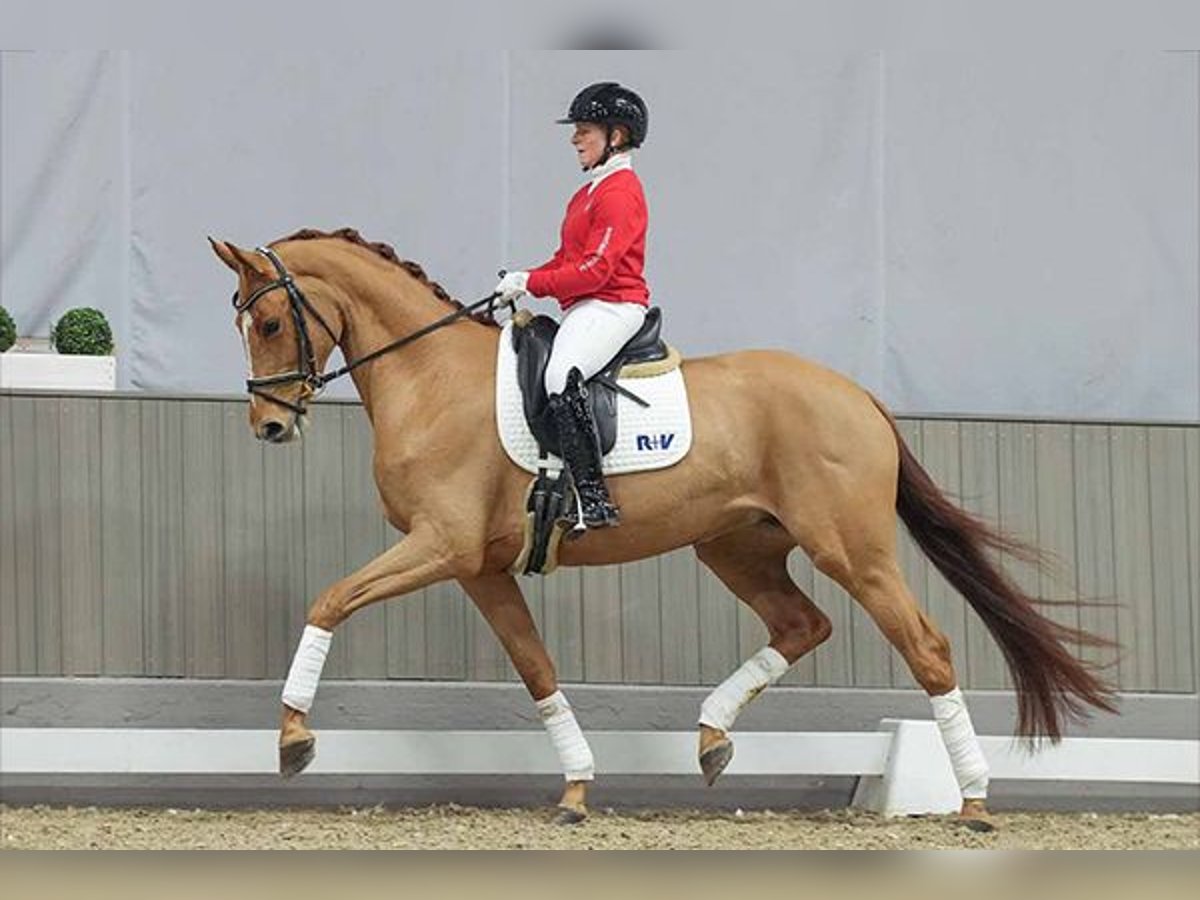 Koń westfalski Klacz 6 lat 167 cm Kasztanowata in Münster