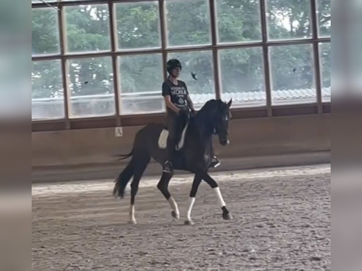 Koń westfalski Klacz 6 lat 170 cm Ciemnogniada in Großostheim