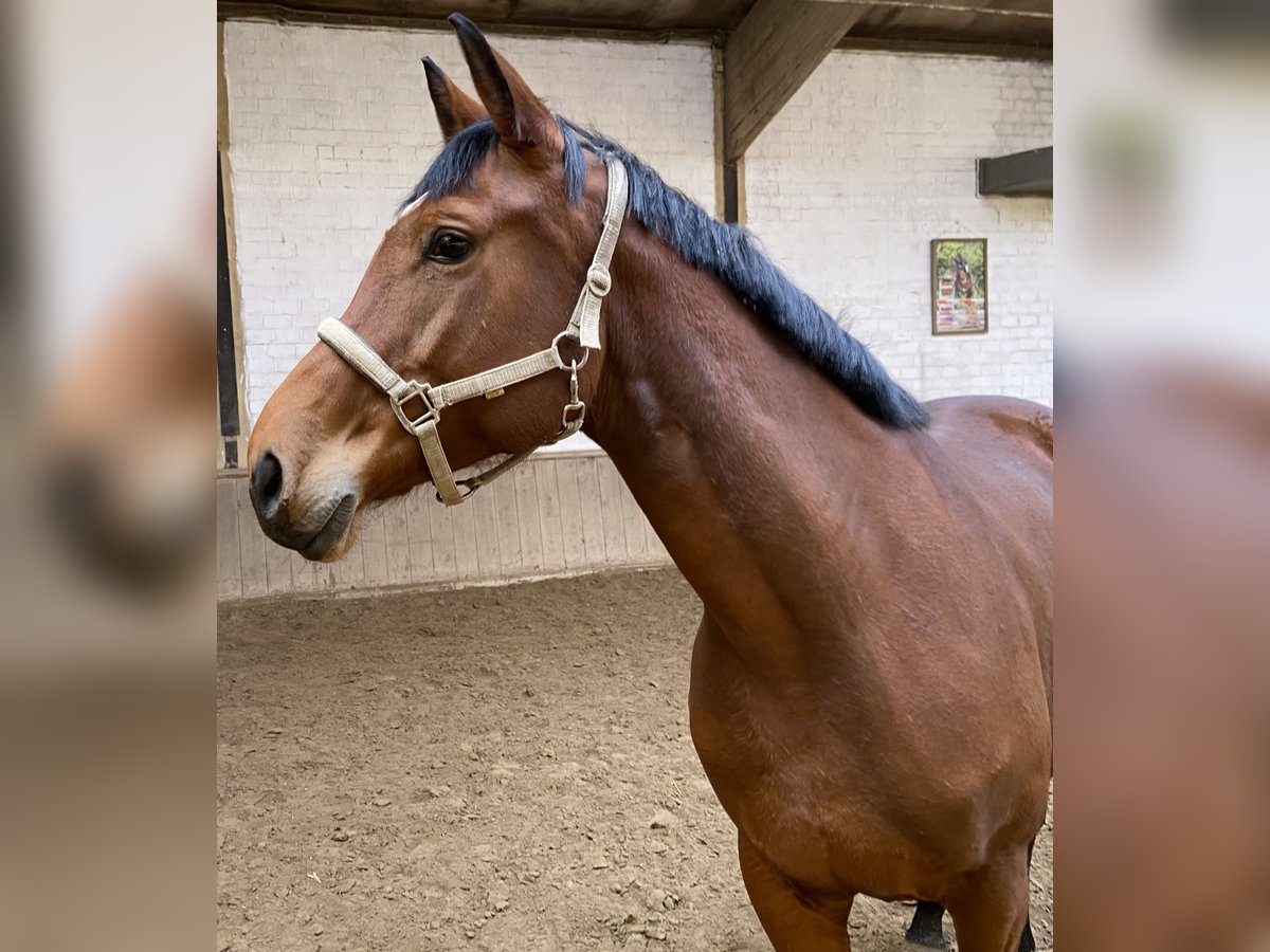 Koń westfalski Klacz 6 lat 170 cm Gniada in Viersen