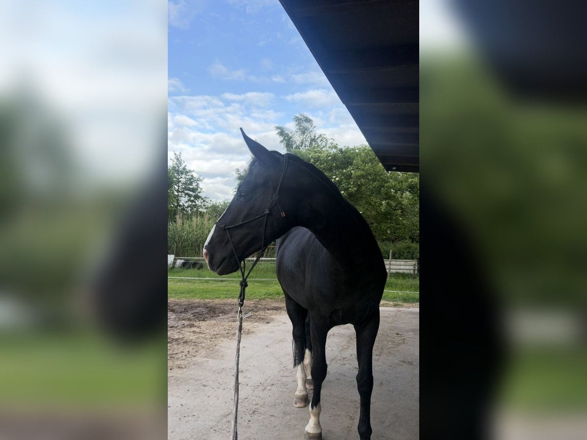 Koń westfalski Klacz 6 lat 170 cm Kara in Wiesmoor