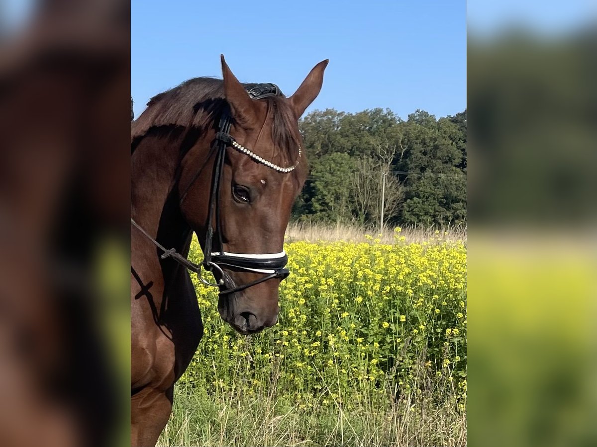 Koń westfalski Klacz 6 lat 170 cm in Ahlen