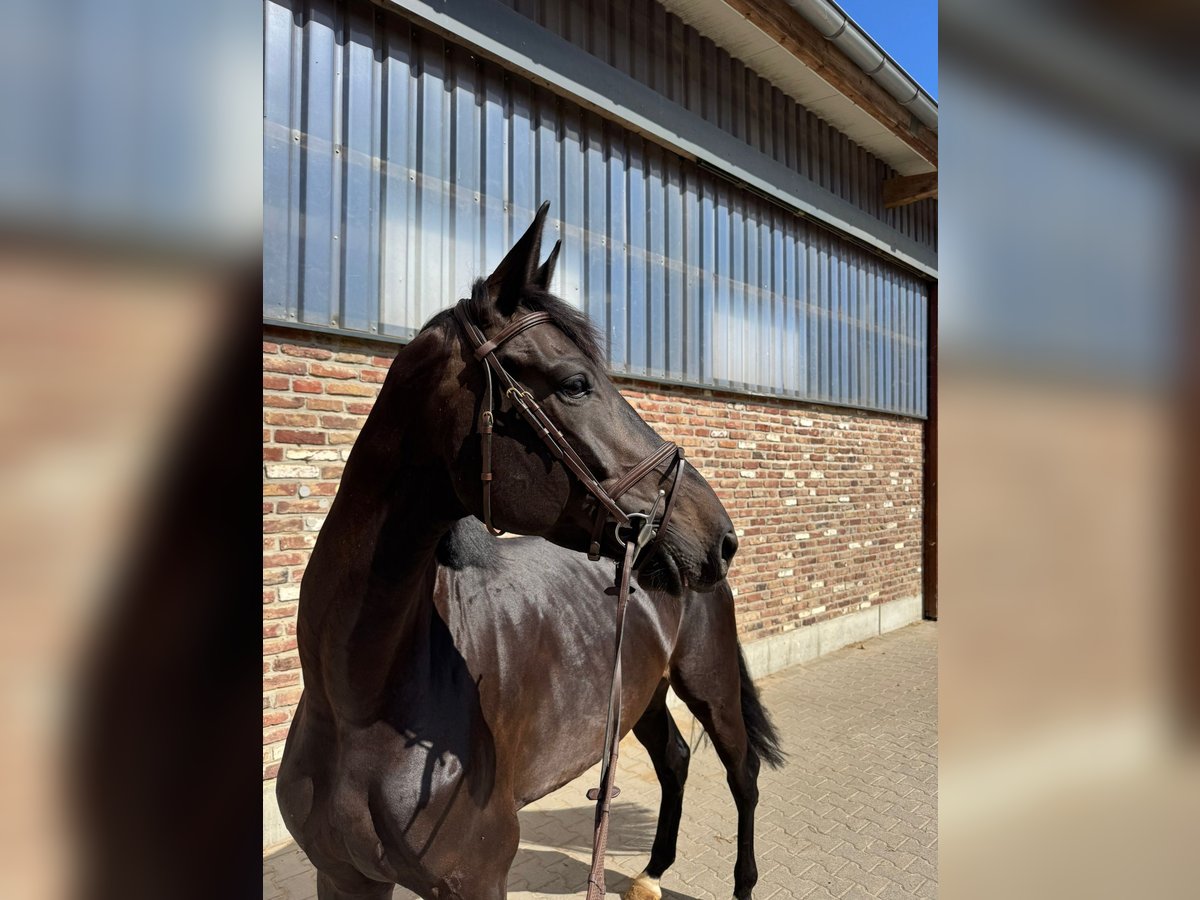 Koń westfalski Klacz 6 lat 172 cm Kara in Grevenbroich