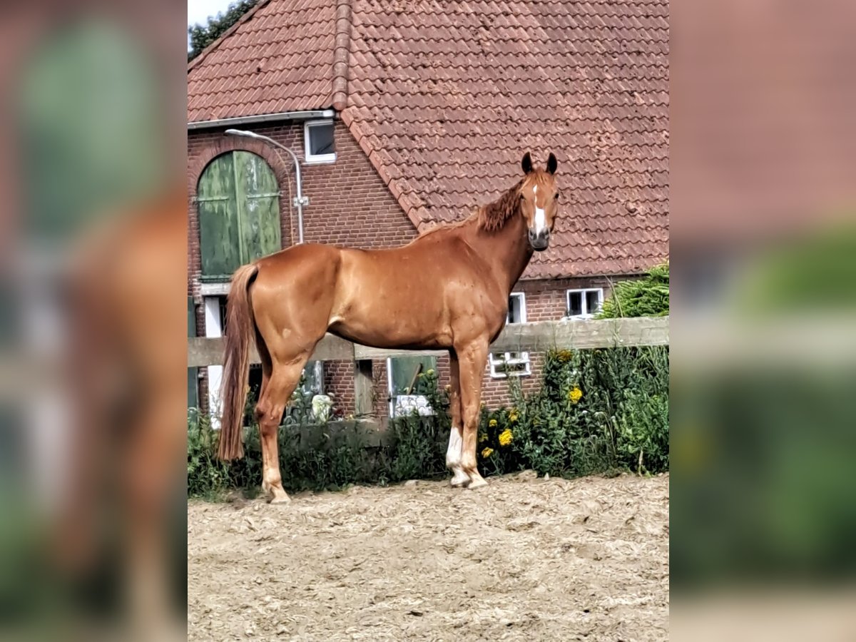 Koń westfalski Klacz 6 lat 175 cm Kasztanowata in Stokkum