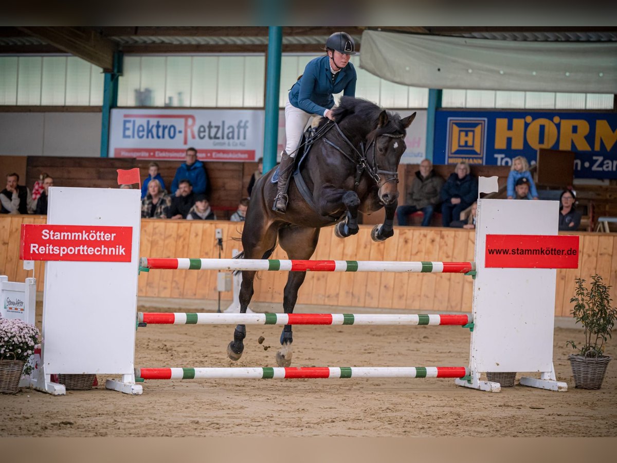 Koń westfalski Klacz 6 lat 183 cm Ciemnogniada in Bünde