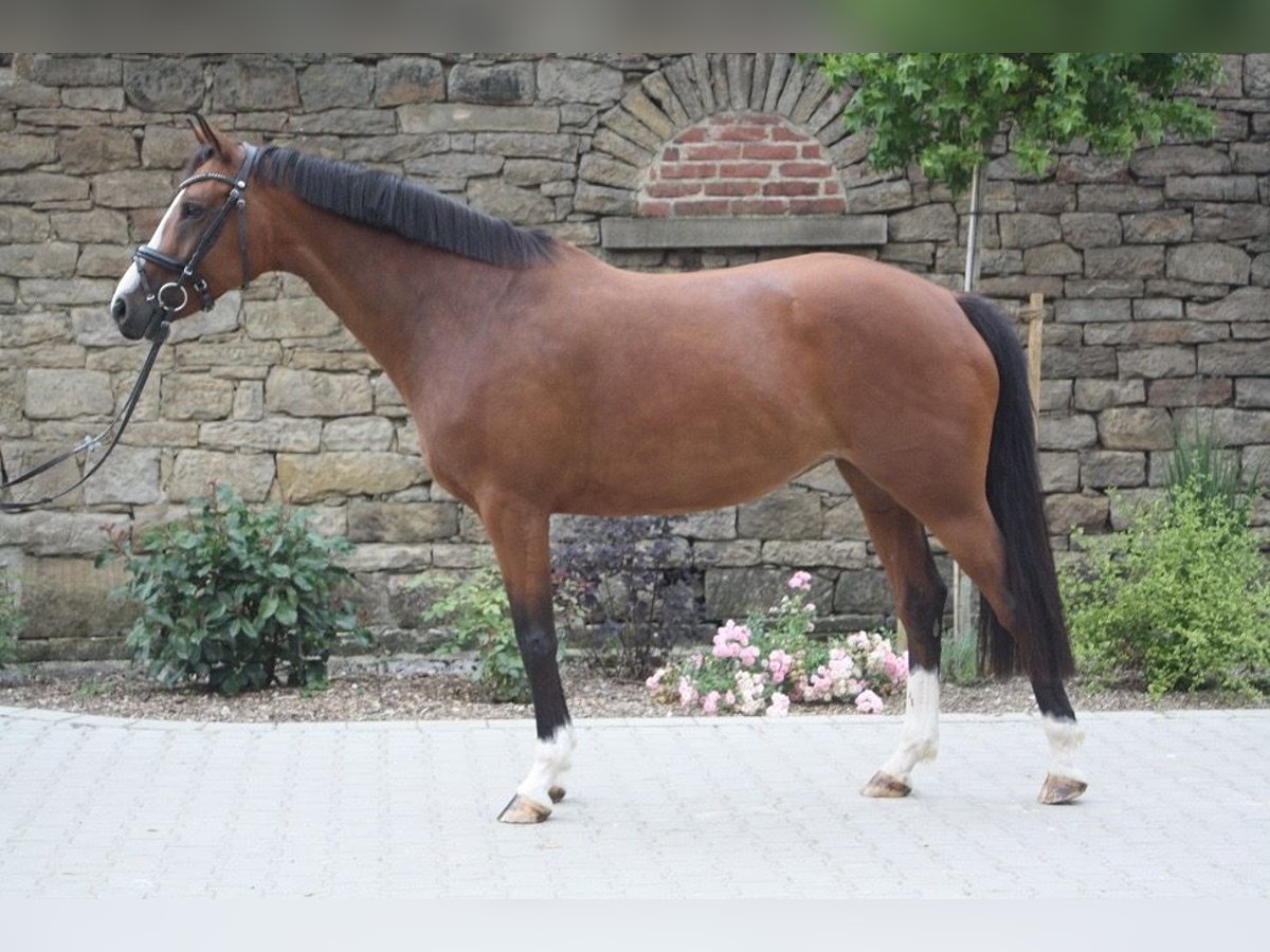 Koń westfalski Klacz 7 lat 163 cm Gniada in Schwerte