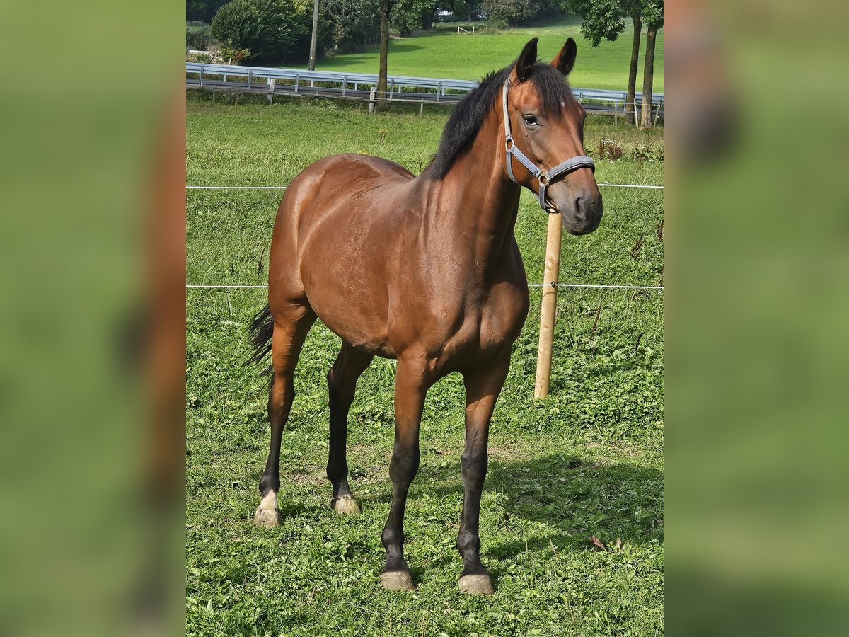 Koń westfalski Klacz 7 lat 163 cm Gniada in Brilon