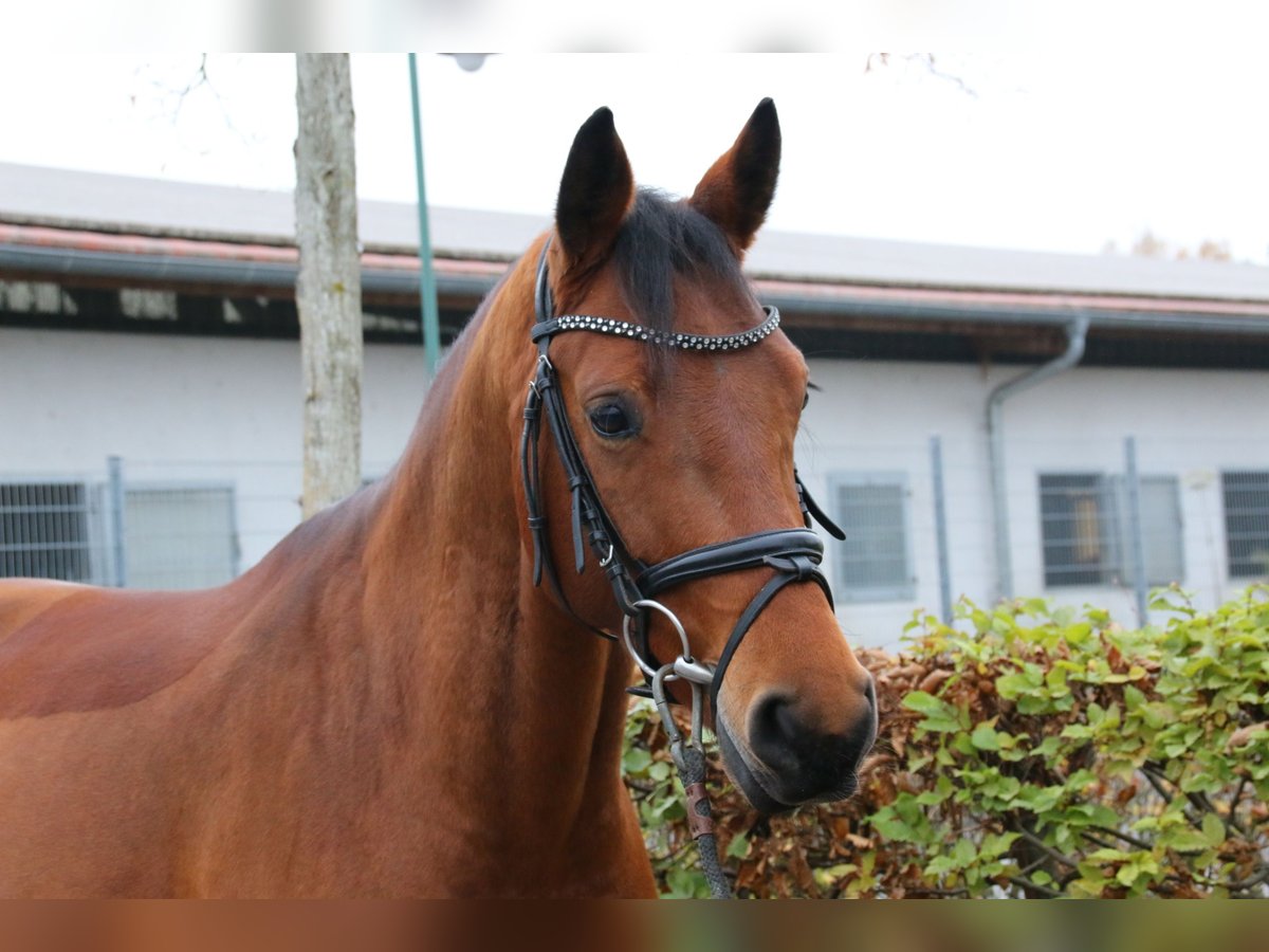 Koń westfalski Klacz 7 lat 163 cm Gniada in Waigolshausen