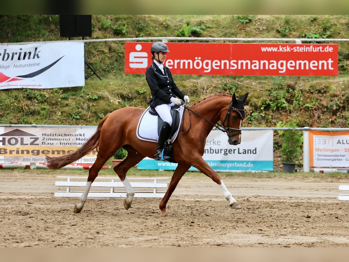 Koń westfalski Klacz 7 lat 164 cm Kasztanowata in Tecklenburg