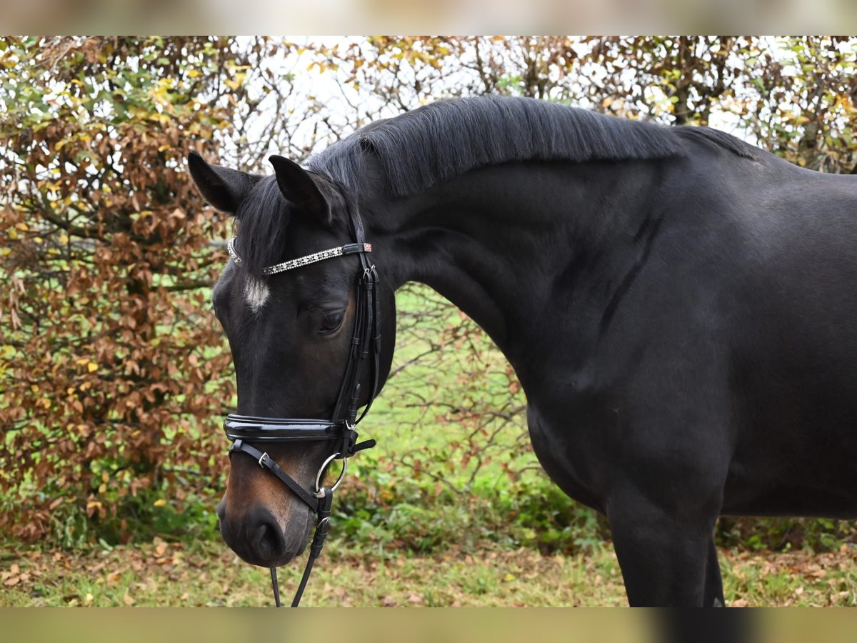 Koń westfalski Klacz 7 lat 165 cm Ciemnogniada in Karlsfeld