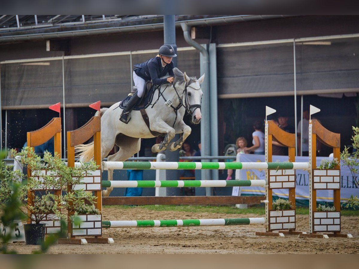 Koń westfalski Klacz 7 lat 165 cm Siwa in Dornburg