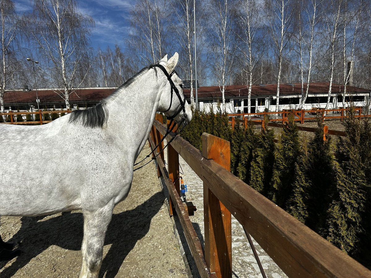 Koń westfalski Klacz 7 lat 165 cm Siwa w hreczce in Dej, Cluj