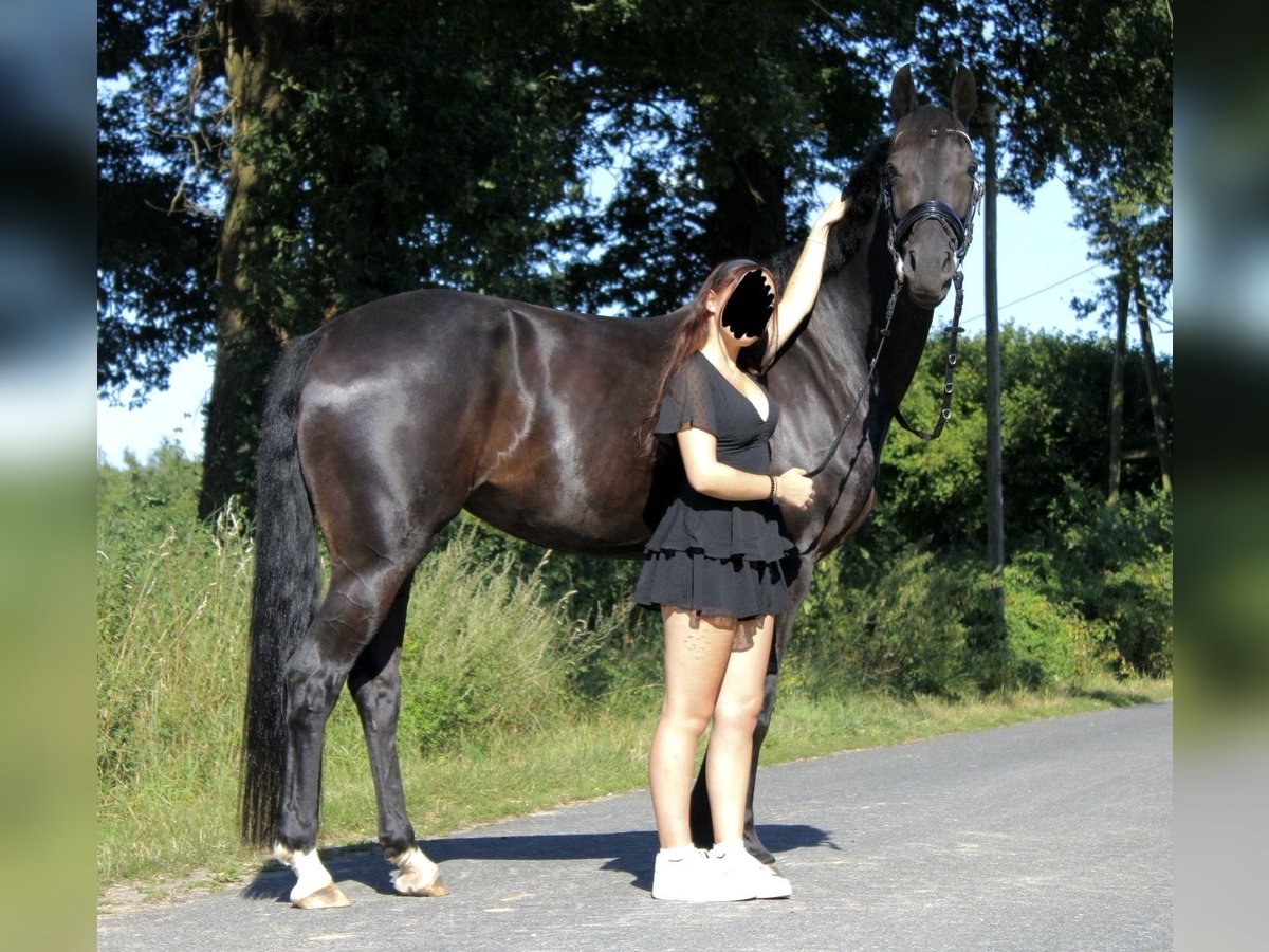 Koń westfalski Klacz 7 lat 166 cm Skarogniada in Münster