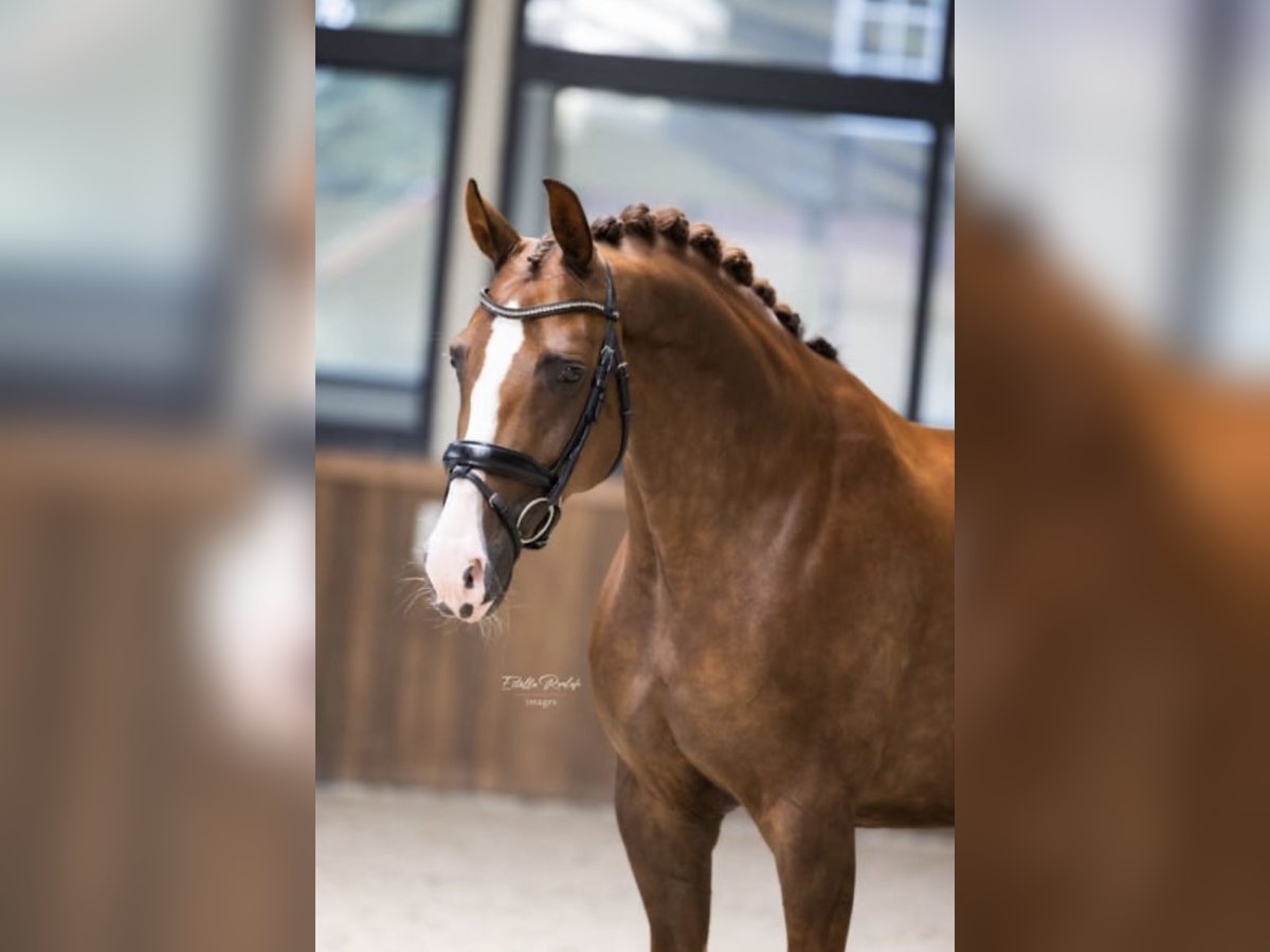 Koń westfalski Klacz 7 lat 167 cm Kasztanowata in H&#xF6;rstel
