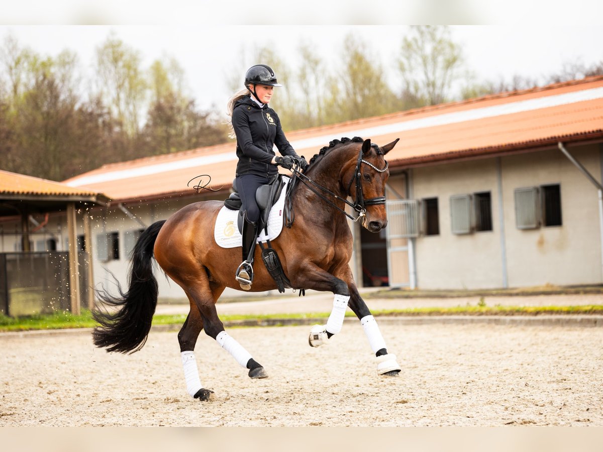 Koń westfalski Klacz 7 lat 168 cm Ciemnogniada in Aalsmeer