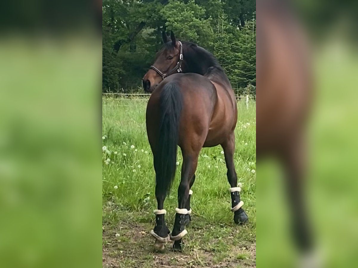 Koń westfalski Klacz 7 lat 168 cm Gniada in Paderborn