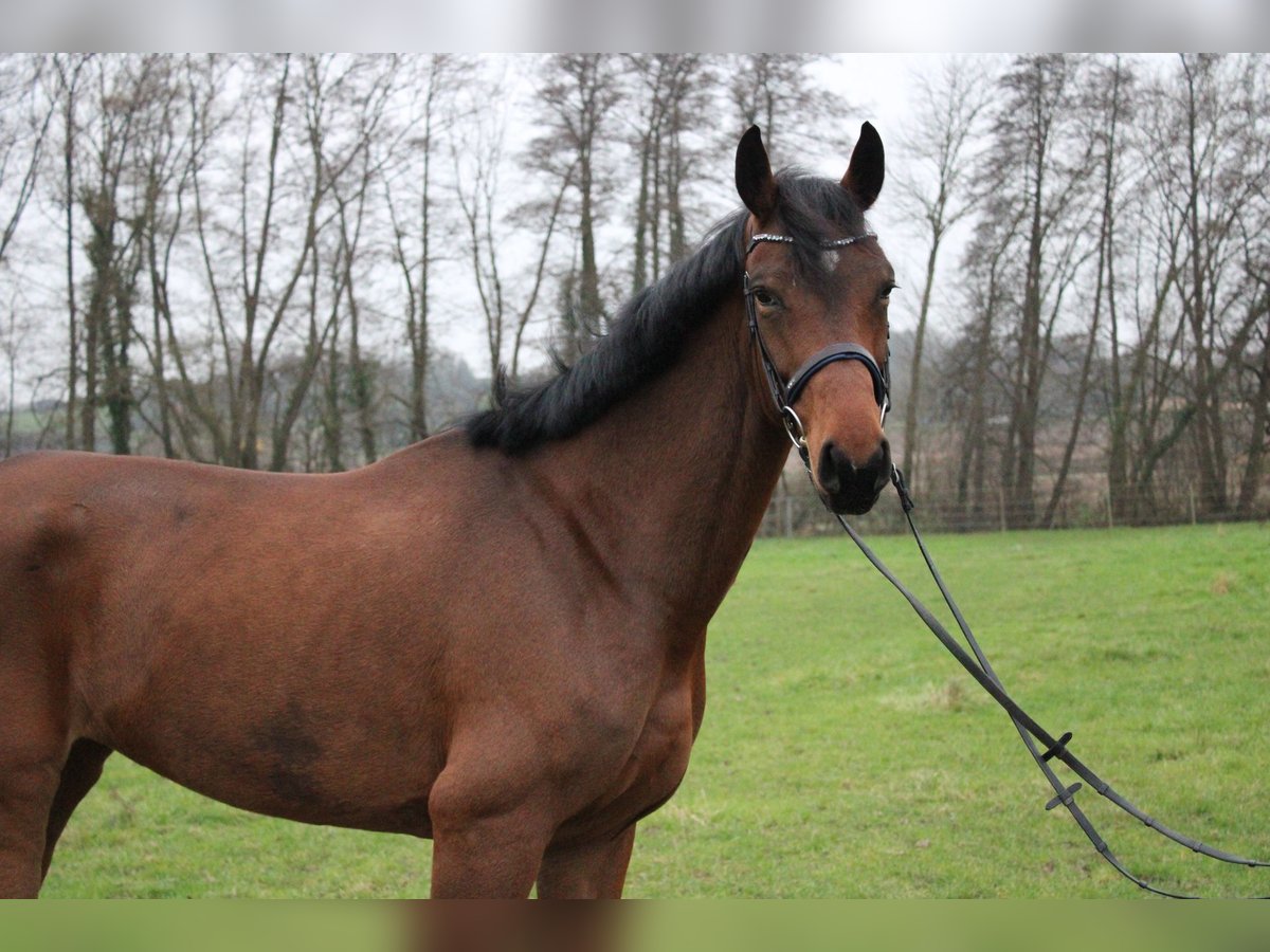 Koń westfalski Klacz 7 lat 169 cm Gniada in Wiesloch