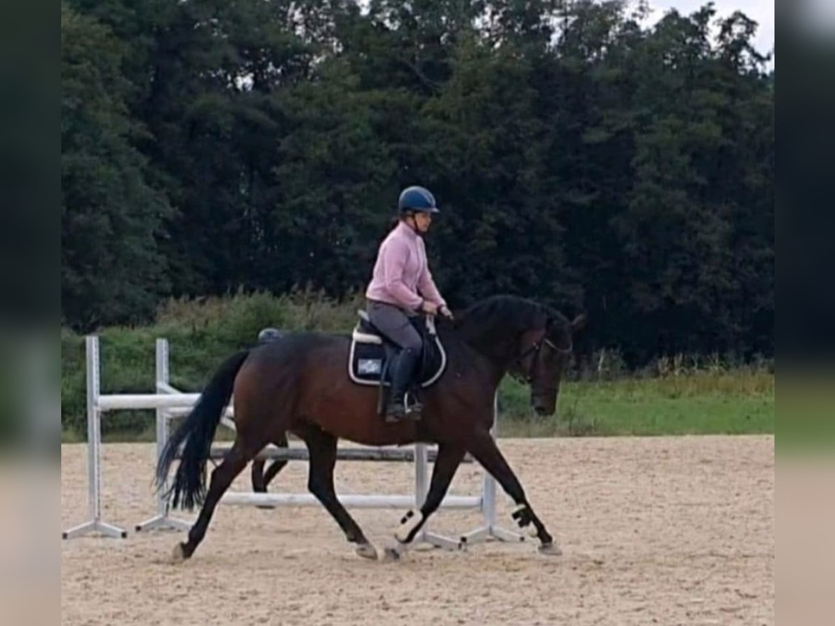 Koń westfalski Klacz 7 lat 170 cm Gniada in Saerbeck