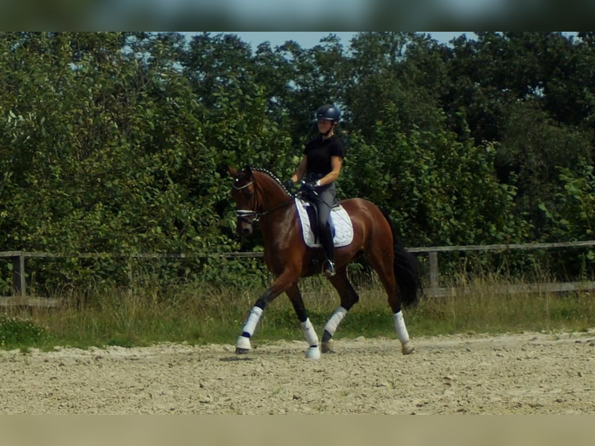 Koń westfalski Klacz 7 lat 172 cm Gniada in Iserlohn