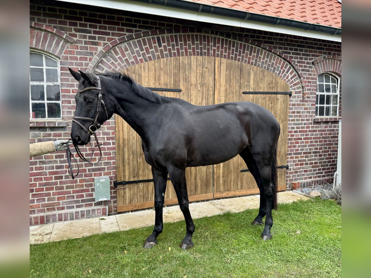 Koń westfalski Klacz 7 lat 178 cm Kara in Selm