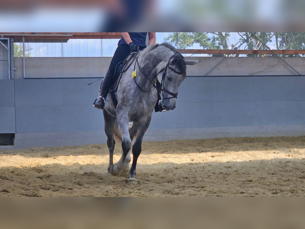 Koń westfalski Klacz 7 lat 180 cm Siwa in Oer-Erkenschwick