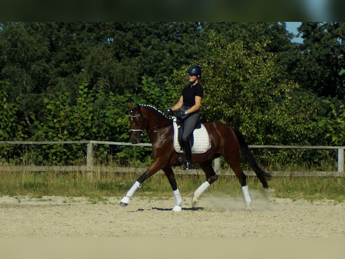 Koń westfalski Klacz 8 lat 165 cm Gniada in Iserlohn