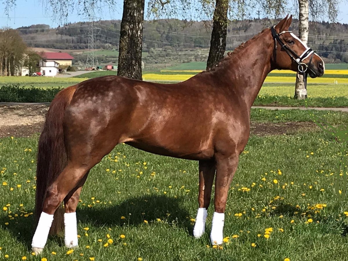 Koń westfalski Klacz 8 lat 166 cm Kasztanowata in Gerlingen