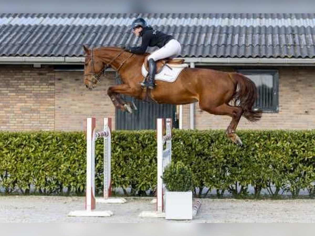 Koń westfalski Klacz 8 lat 167 cm Kasztanowata in Waddinxveen