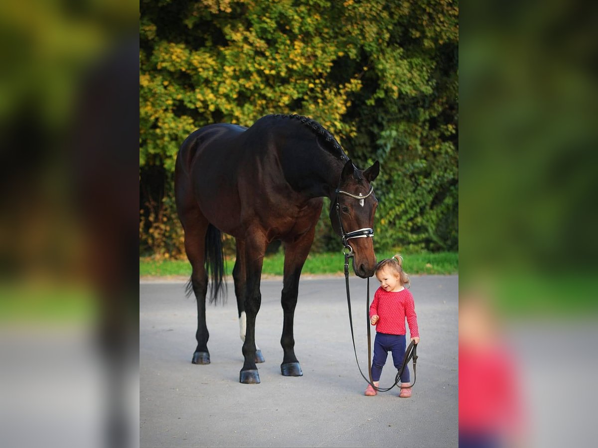 Koń westfalski Klacz 8 lat 168 cm Gniada in Békésszentandrás