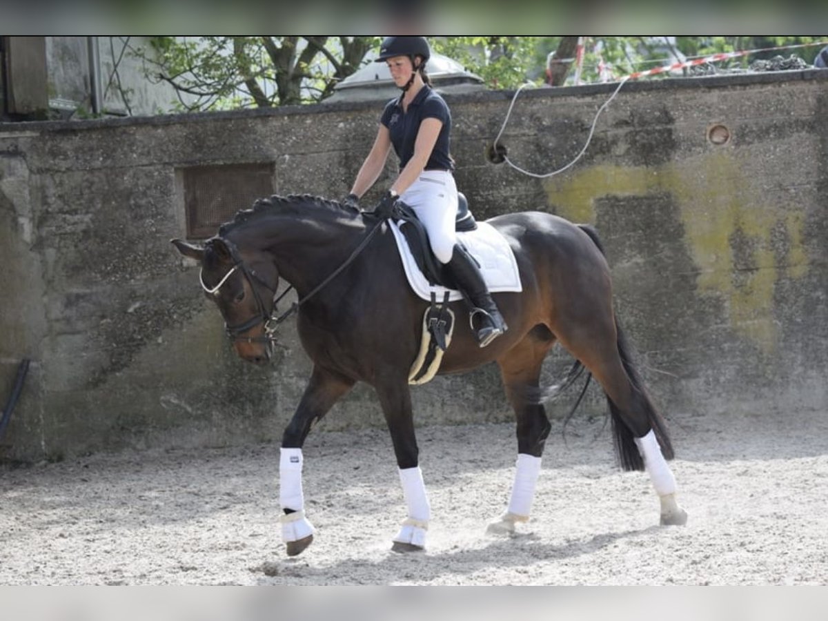 Koń westfalski Klacz 8 lat 168 cm in Lindlar