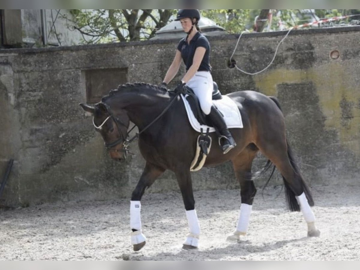 Koń westfalski Klacz 8 lat 169 cm Ciemnogniada in Windhagen