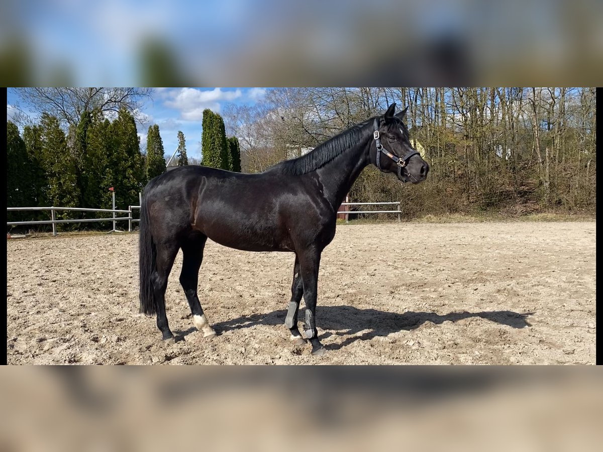 Koń westfalski Klacz 8 lat 169 cm Kara in Neunkirchen/Saar