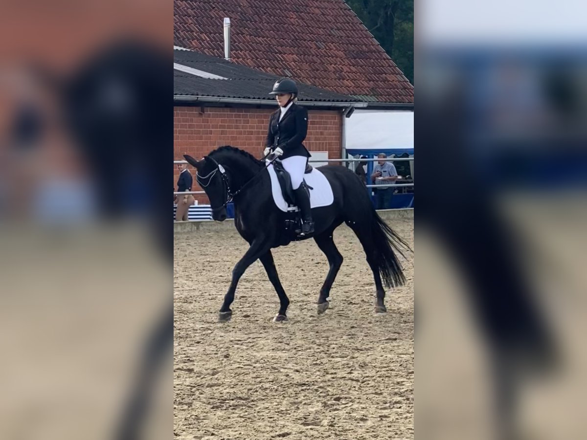 Koń westfalski Klacz 9 lat 156 cm Kara in Haltern am See