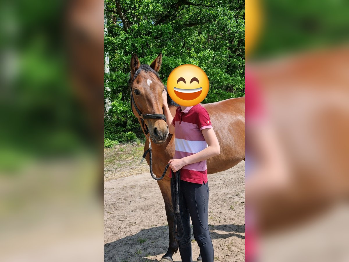 Koń westfalski Klacz 9 lat 160 cm Gniada in Delbr&#xFC;ck