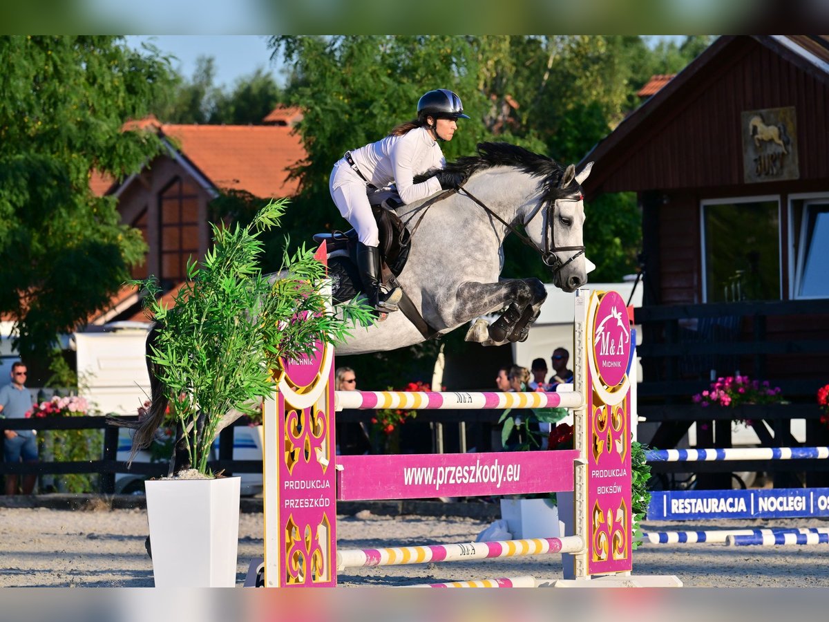 Koń westfalski Klacz 9 lat 167 cm Siwa jabłkowita in Wysin