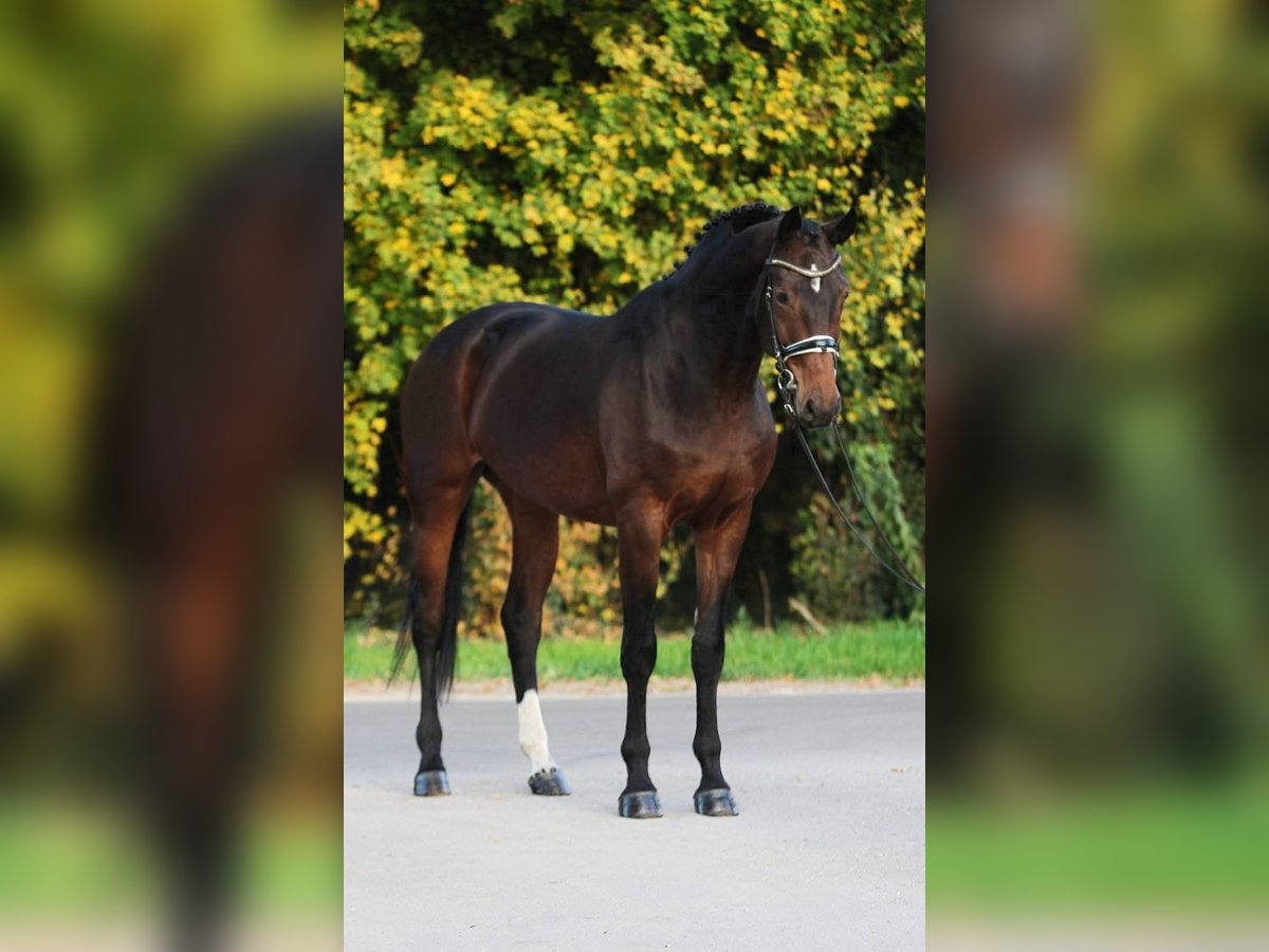 Koń westfalski Klacz 9 lat 168 cm Gniada in B&#xE9;k&#xE9;sszentandr&#xE1;s