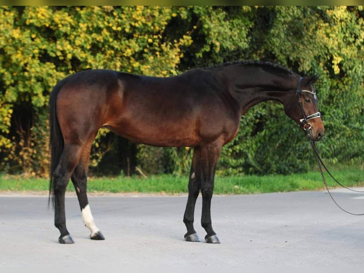 Koń westfalski Klacz 9 lat 168 cm Gniada in Békésszentandrás