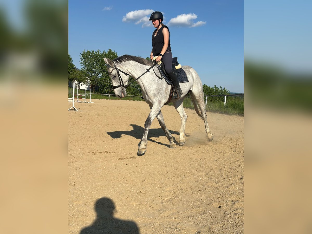 Koń westfalski Klacz 9 lat 168 cm Siwa in Maggau