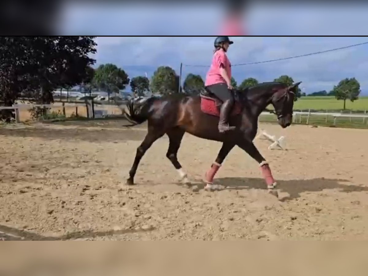 Koń westfalski Klacz 9 lat 173 cm Ciemnogniada in Brilon