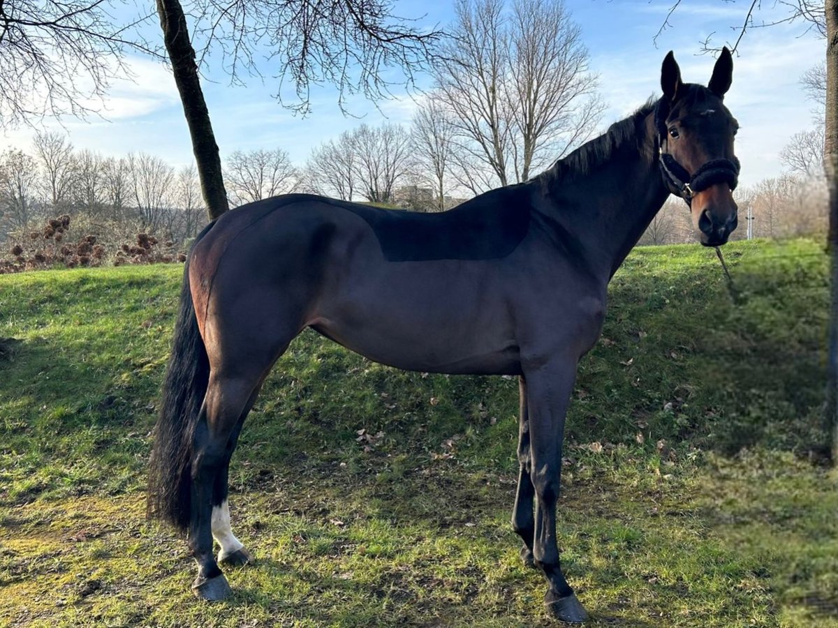 Koń westfalski Klacz 9 lat 175 cm Gniada in Darmstadt