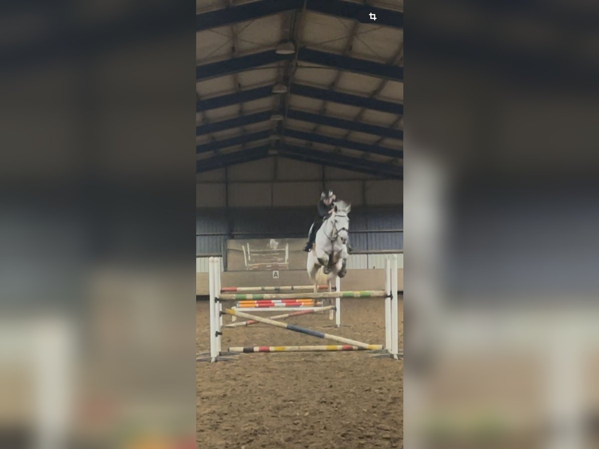 Koń westfalski Klacz 9 lat 178 cm Siwa in Wallenhorst