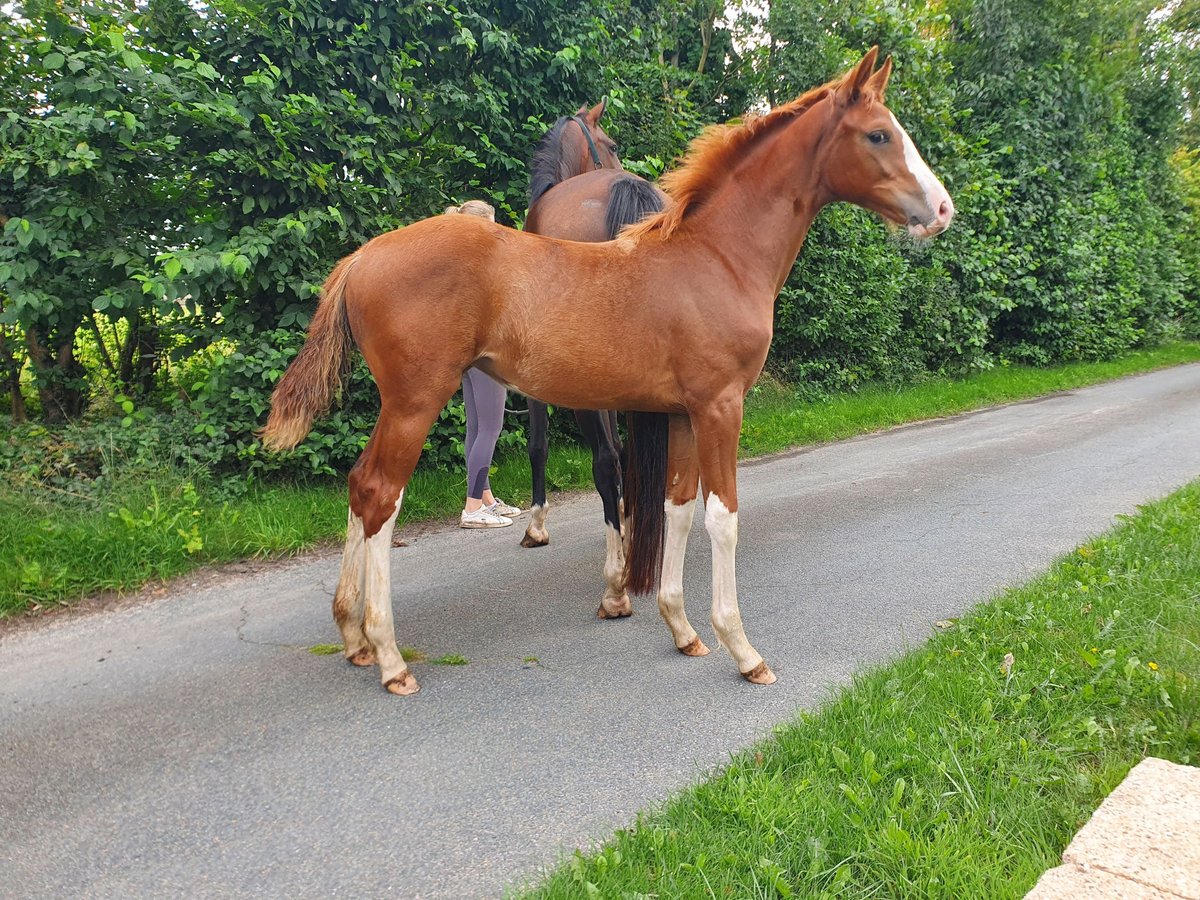 Koń westfalski Klacz Źrebak (03/2025) 168 cm Kasztanowata in Ibbenb&#xFC;ren