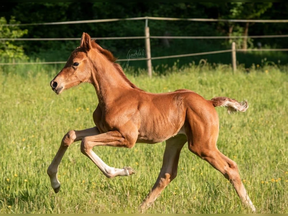Koń westfalski Klacz Źrebak (05/2025) 170 cm Ciemnokasztanowata in Wesel