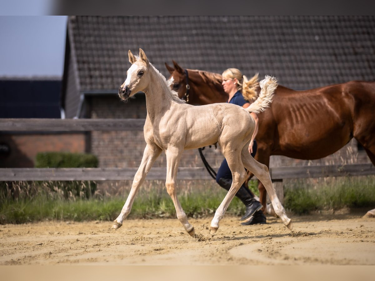 Koń westfalski Klacz  170 cm Izabelowata in Lohmar