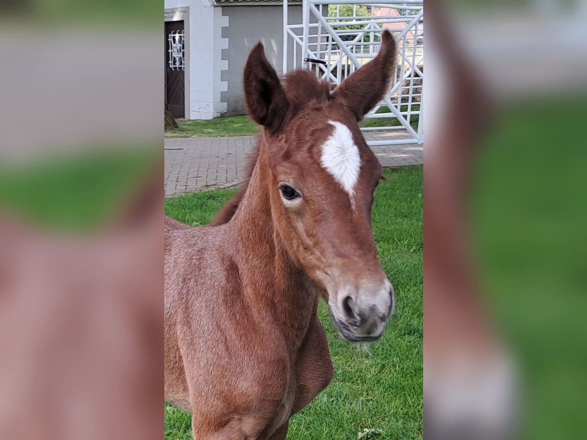 Koń westfalski Klacz  170 cm Kasztanowatodereszowata in Hopsten