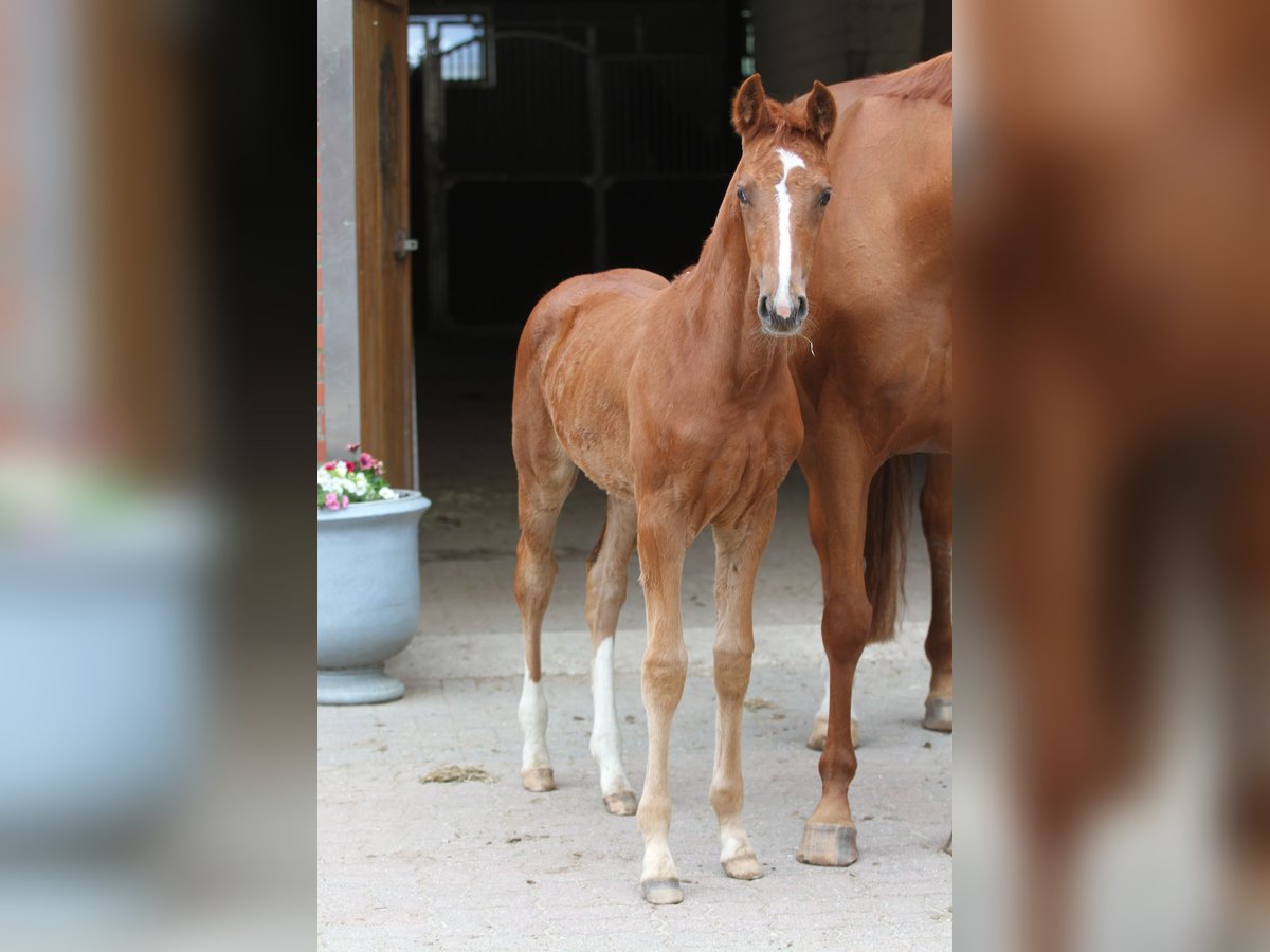 Koń westfalski Klacz Źrebak (03/2024) 172 cm Ciemnokasztanowata in WinsenNützen