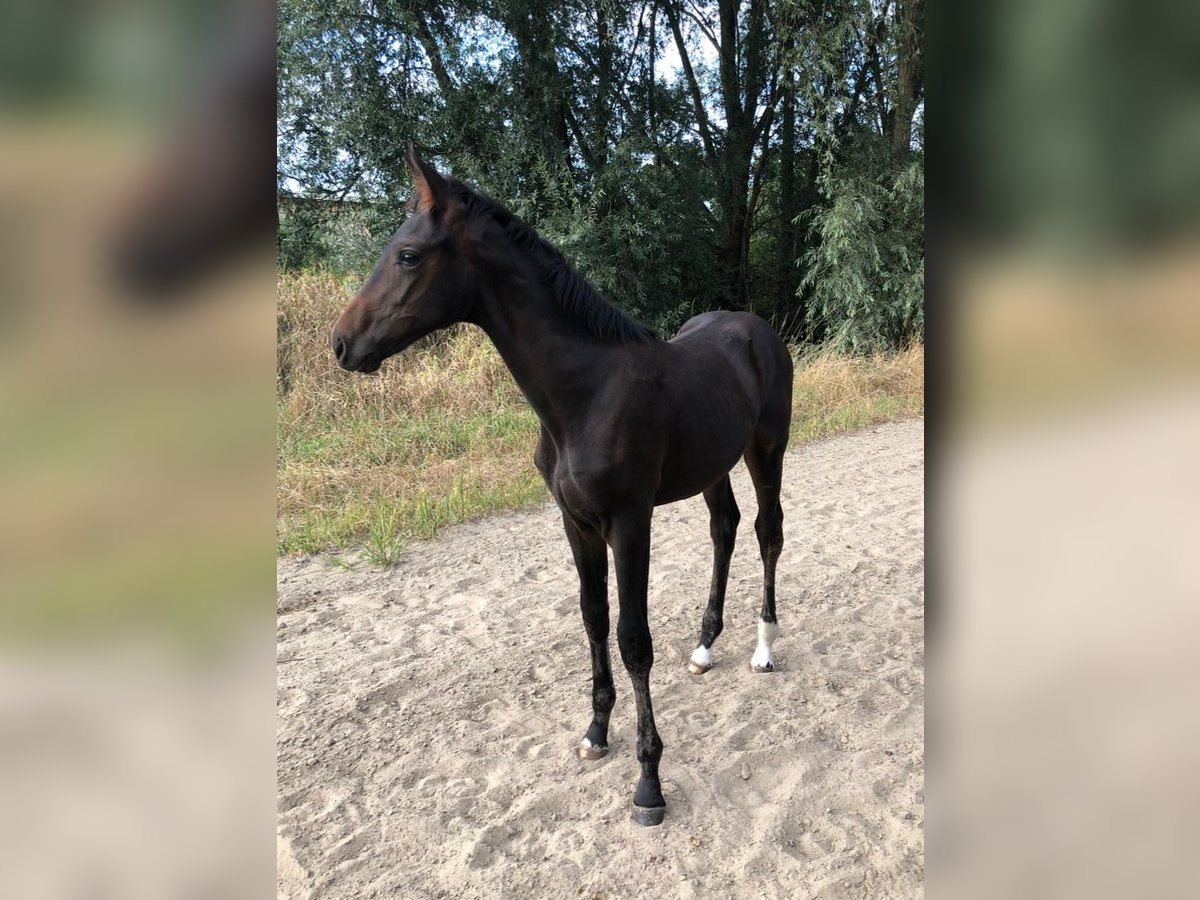 Koń westfalski Klacz Źrebak (04/2025) Gniada in M&#xFC;nster