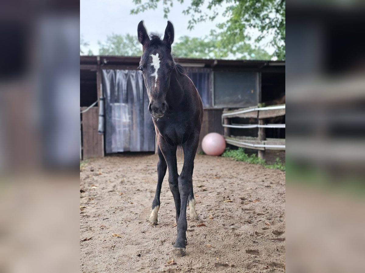 Koń westfalski Klacz Źrebak (05/2025) Siwa in Mannheim